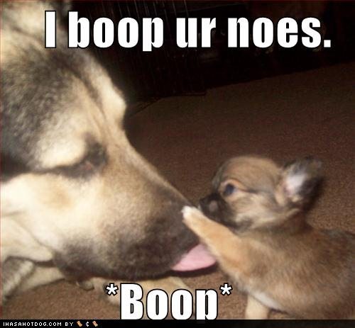 funny puppy. funny puppy. Puppy+pics+funny