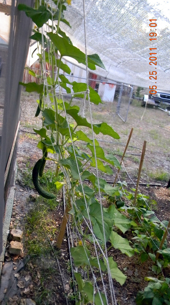Florida Outdoor Backyard Hydroponic Greenhouse
