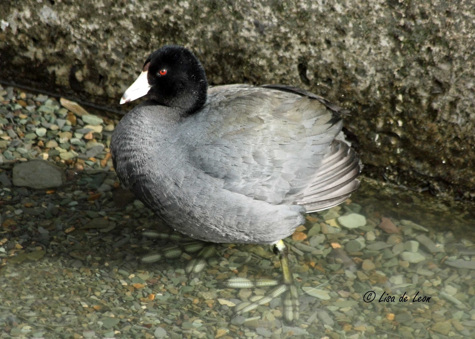 Birding with Lisa de Leon The American Coots are Lingering