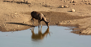 Sambar deer at Kamleshwar dam Lake:- Photo Sudhir.Bhakta