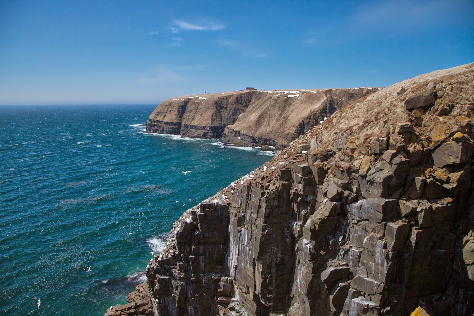 Newfoundland Nature Projects Cape St.Mary's Ecological Reserve