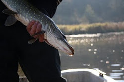 Yankin Jaw Guide Service. Your fishing and hunting guide for Eastern Washington.