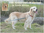 ORIGINAL BLOG: "The Adventures of Maxdog"