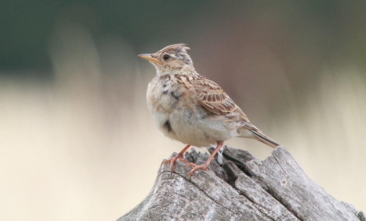 Wanstead Birding Iconic birds Skylark