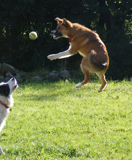 border collie dog pets playing training puppy border collie dog pets playing training puppy
