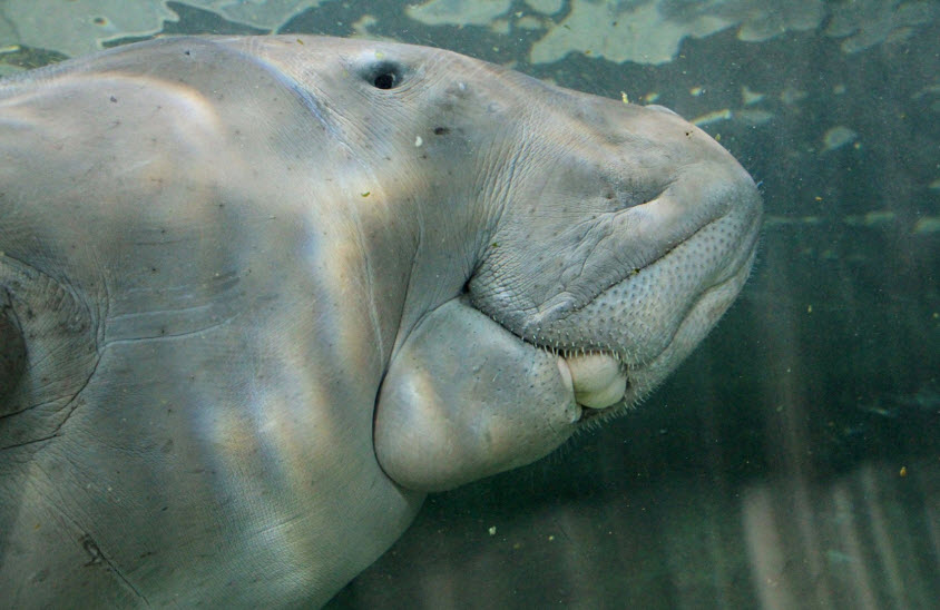 Facts+About+Dugong Dugongs And Manatees http://animalyou.blogspot.com/2013/02/dugong.html