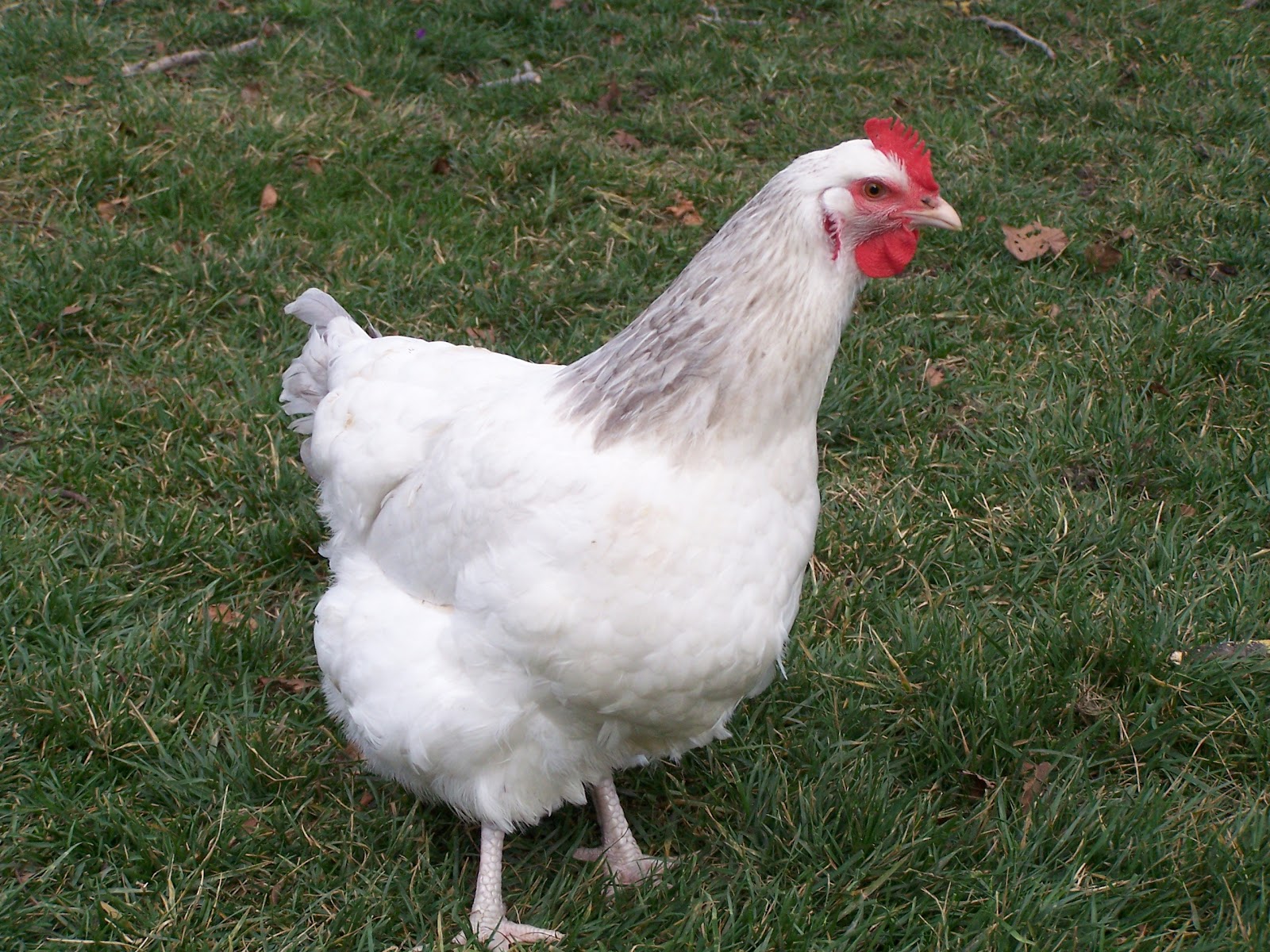 English Coronation Sussex  Chickens : PaulsRarePoultry.com