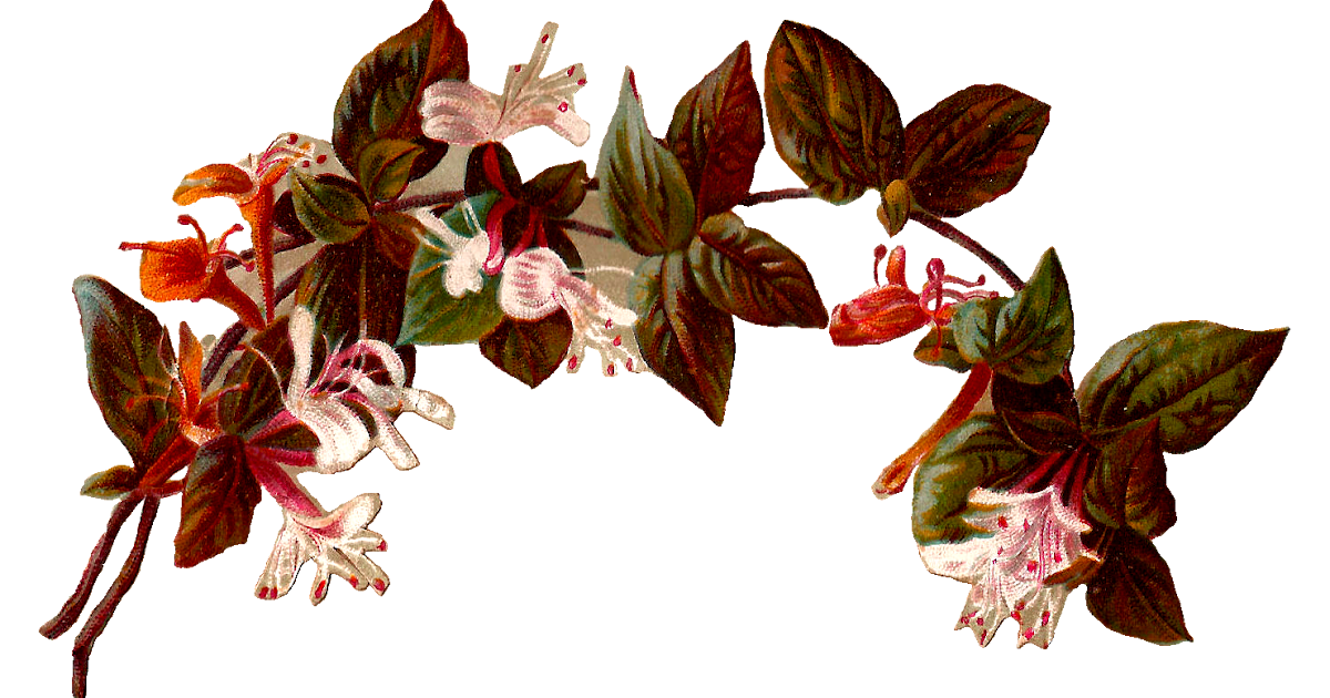 Antique Images: Vintage Digital Illustration of Flower Honeysuckle