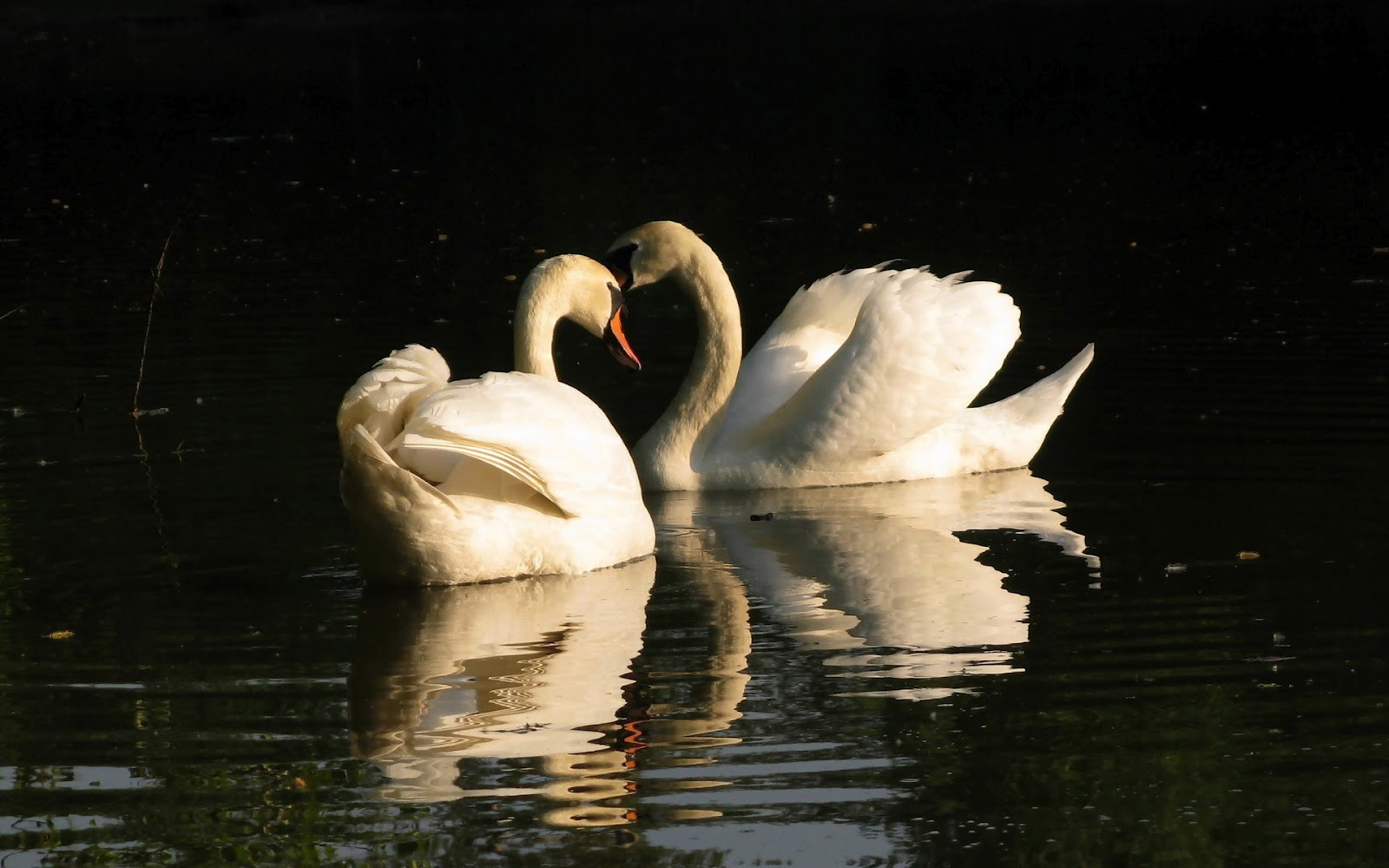 http://2.bp.blogspot.com/-Y4nOJNSA6yc/UDfssijhOJI/AAAAAAAABCM/a33I6JNmguk/s1600/hd-white-swans-wallpaper-with-two-white-swans-cuddling-in-the-water-swans-wallpapers-backgrounds-pictures-paos.jpg