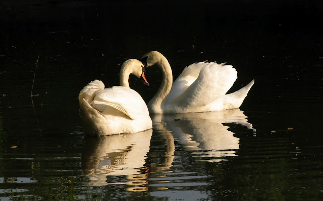 Two white swans cuddling in the water