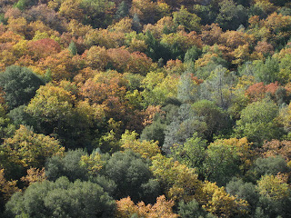 Fall colors on the hillside, orange, yellow, and green leaves along Kincaid Road.