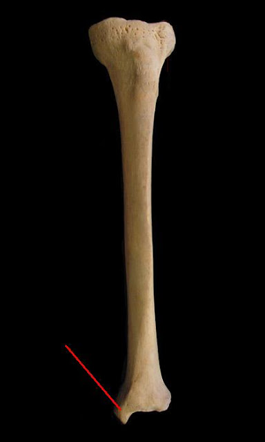 Boned: Human Skeleton - tibia