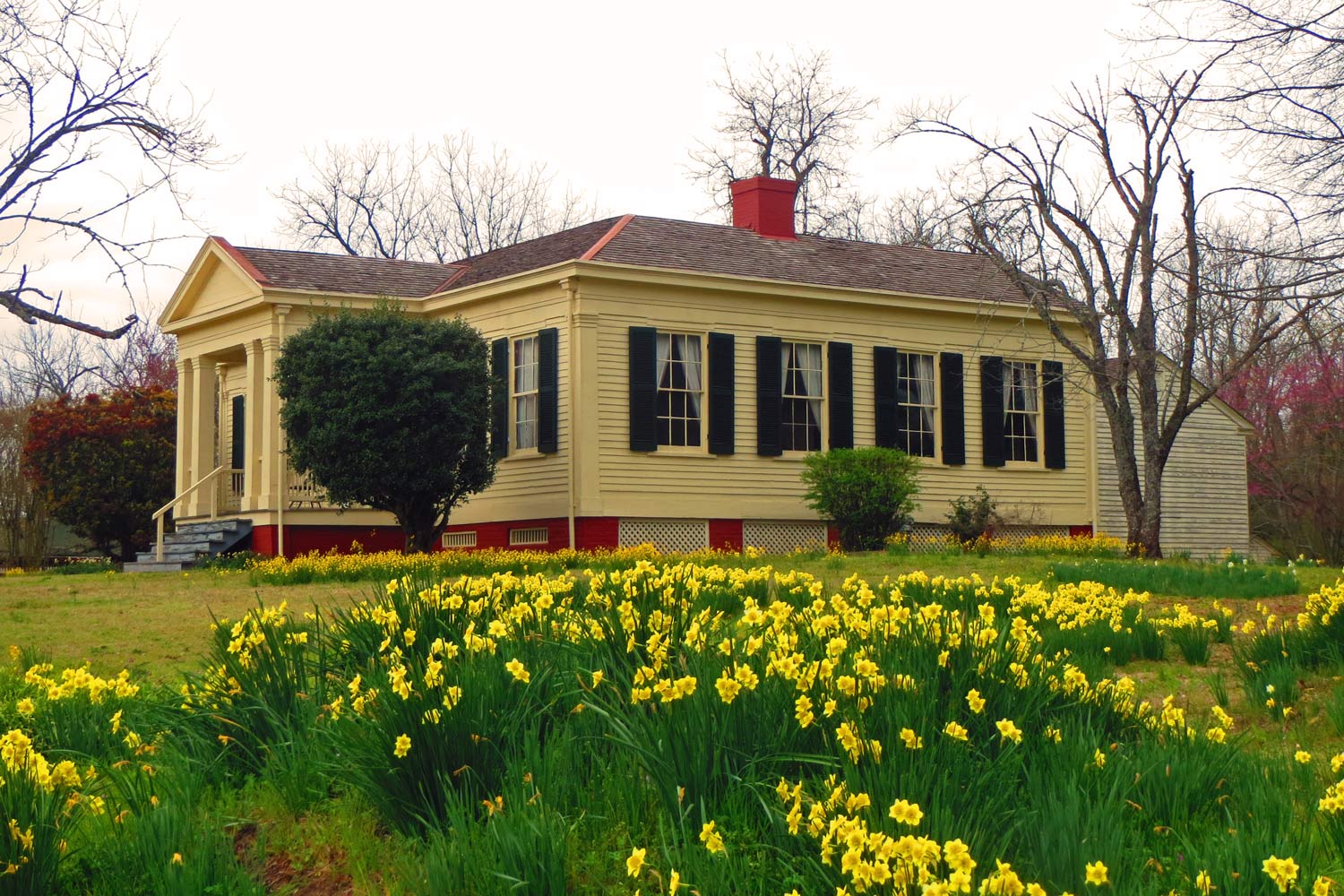 An Arkies Musings: Old Washington Jonquil Festival