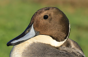 Pintail