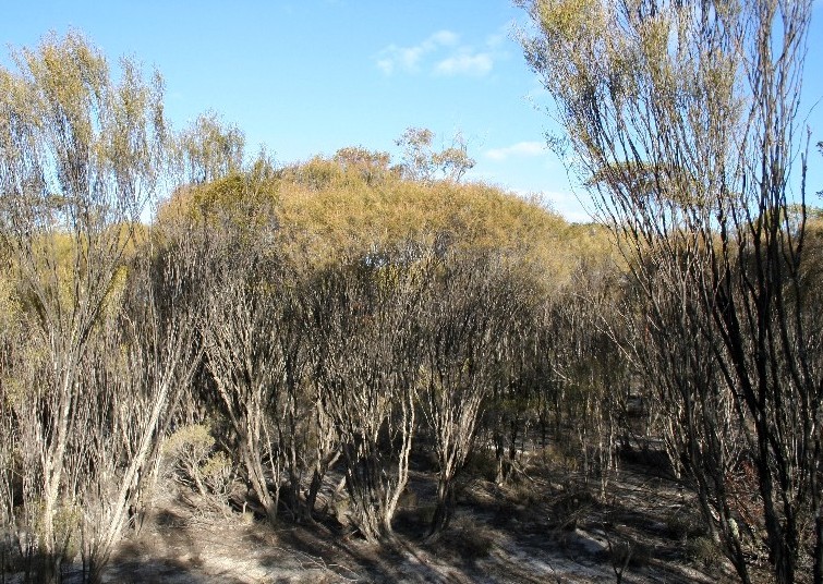 Elizabeth Marsh Floral Design March 2012