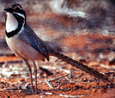 long tailed Ground Roller