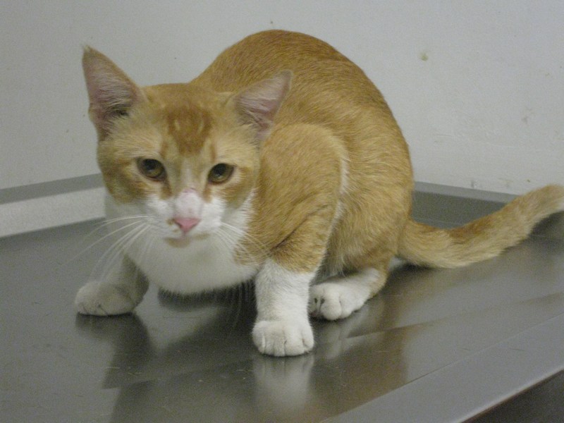 Two male cats neutered (Amy Tham's) AnimalCare