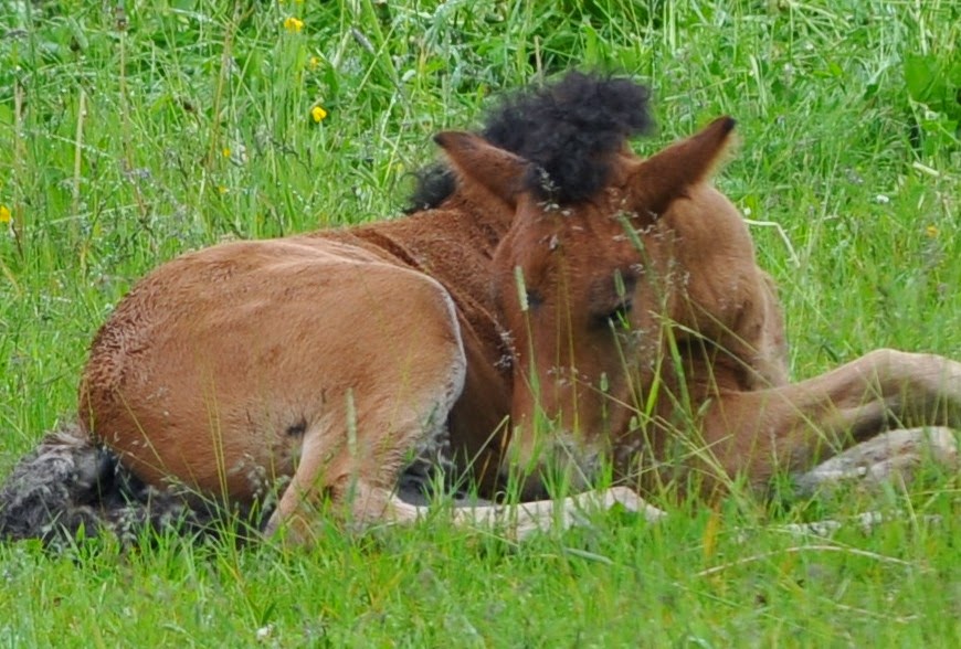 Frída 1 månad 2012