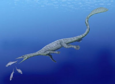 海龍遺骸 : 罕見海龍遺骸 阿拉斯加出土