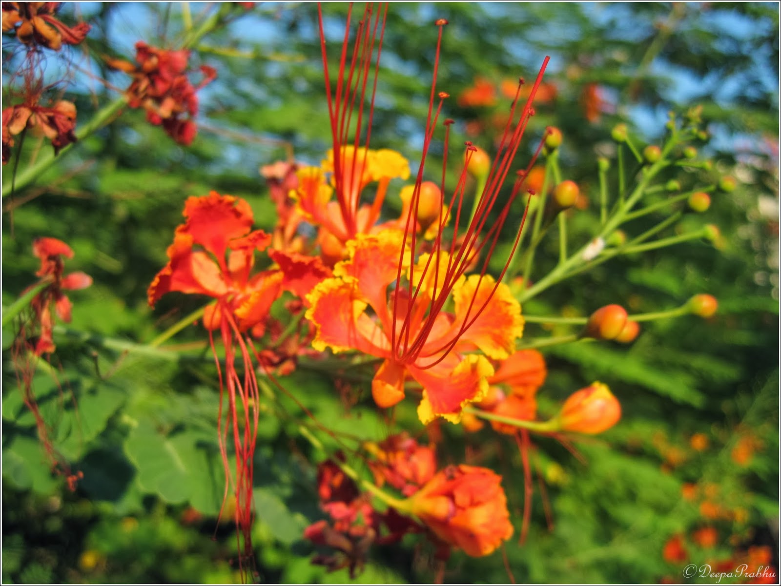 Keel Is The Characteristic Feature Of Flower Of Gulmohar at Herman Rapp