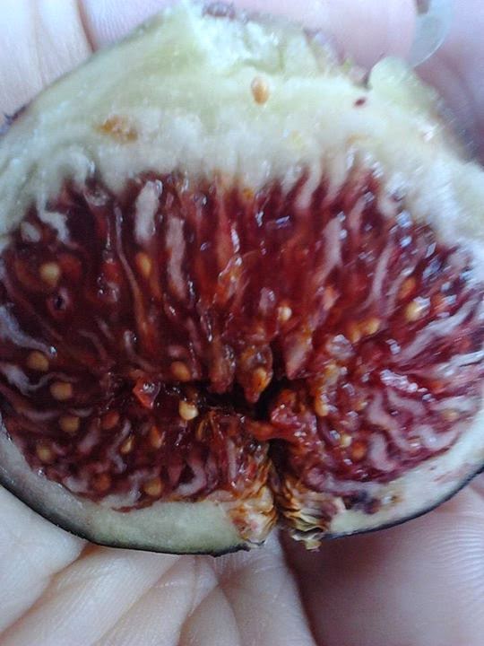 Figs Photo Collection Around the World Malta Black Figs