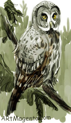 Lapland Owl is a bird sketch by artist and illustrator Artmagenta