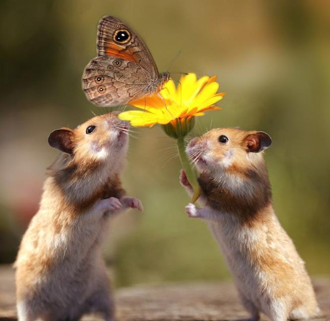 Friendship Greetings A Beautiful Flower For A Friend