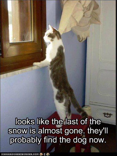 funny-cat-pictures-looks-like-the-last-of-the-snow-is-almost-gone-theyll-probably-find-the-dog-now.jpg