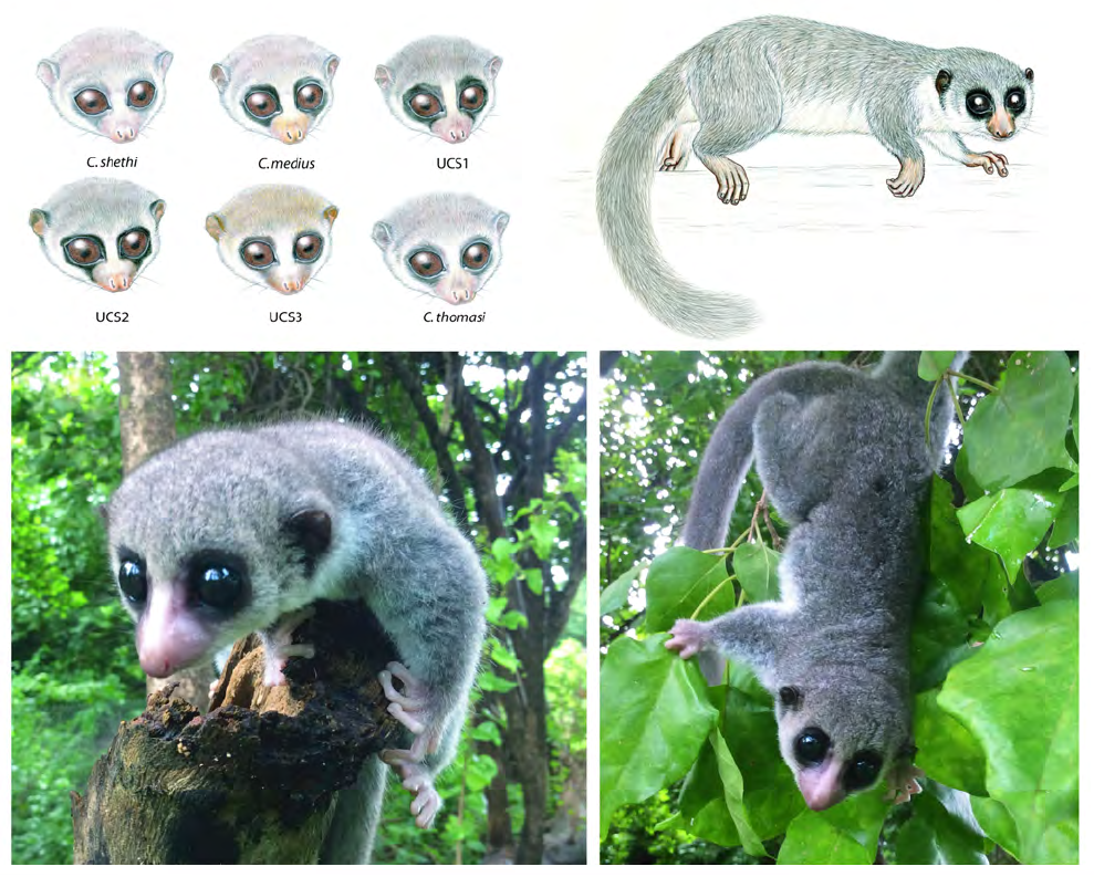 Species New to Science [Primatology • 2016] Cheirogaleus shethi • A