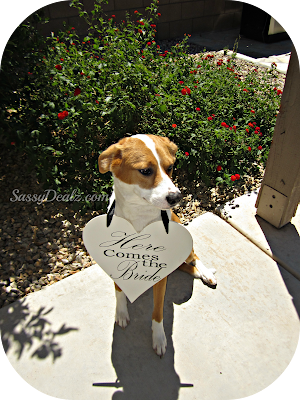 dog with here comes the bride heart sign
