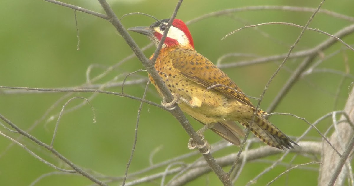 24 hours of birding in Darién, a report by Carlos Bethancourt