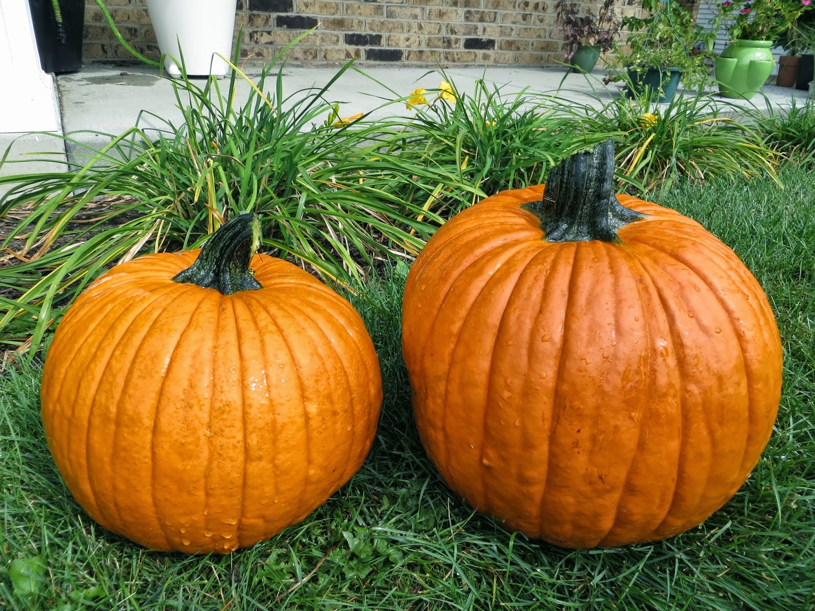 Justine's Halloween My pumpkin process from bloom to harvest