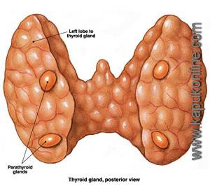 Kelenjar_Thyroid
