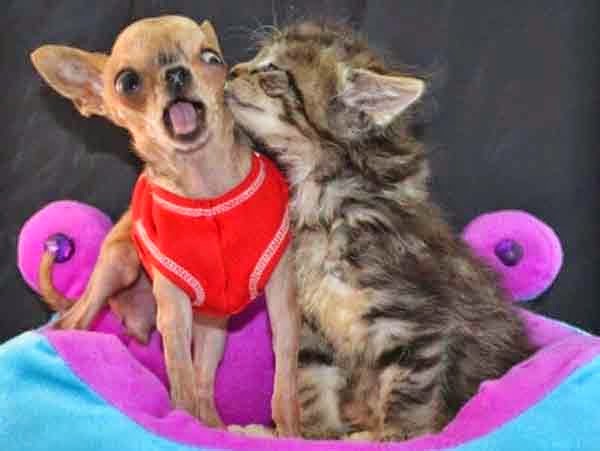 perro sorprendido