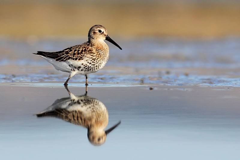 Dunlin © Iordan Hristov Dunlin Calidris alpina