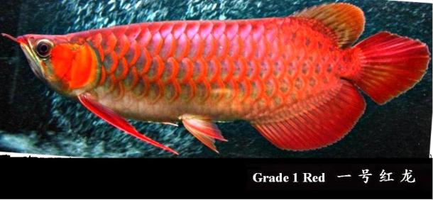 Stephen S Arowana Arowana Species