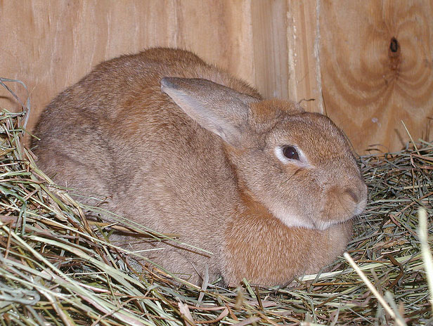Pregnant Rabbit 77