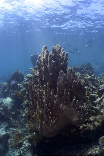 Coral Reef Dwellers