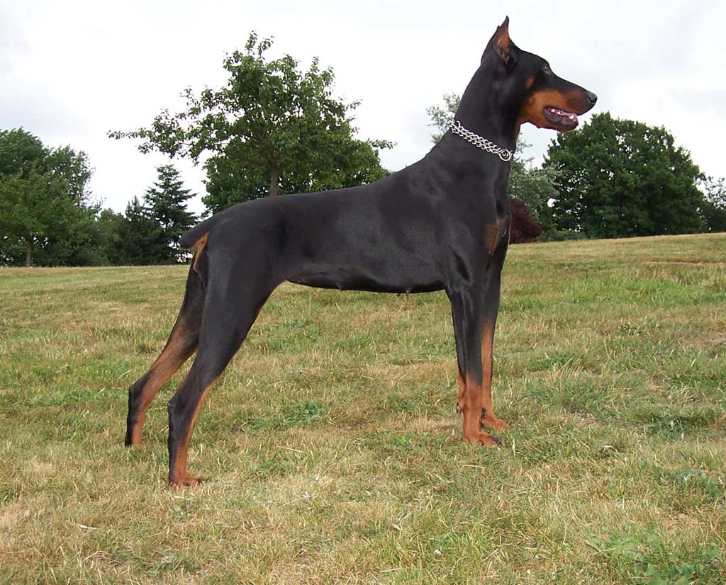 Doberman Pinscher Cinsi Köpek Cinsleri