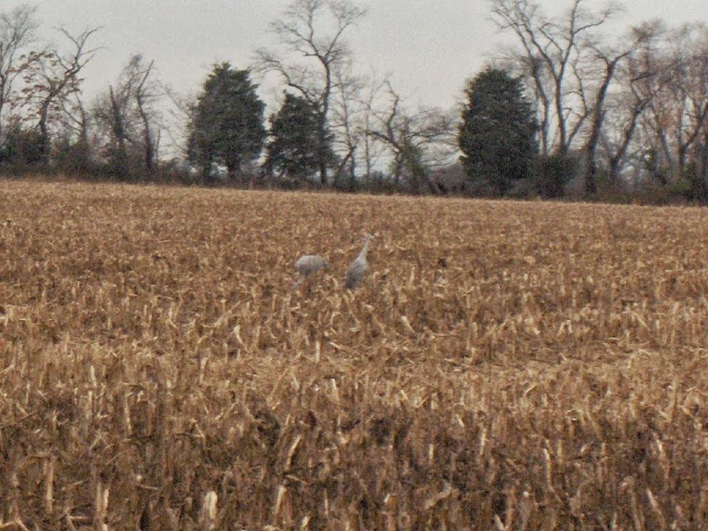 This Sandhill Crane Couple Adopted A Baby Goose Audubon >> Hidden New Jersey What In Sand Hill Cranes Make Somerset A Habit This Sandhill Crane Couple Adopted A Baby Goose Audubon >> Hidden New Jersey What In Sand Hill Cranes Make Somerset A Habit