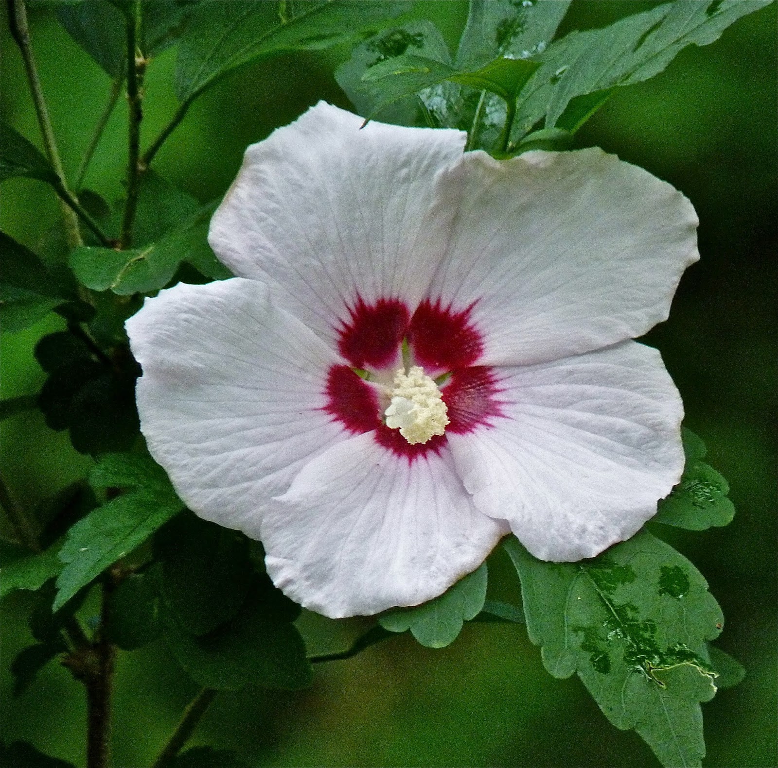 austin agrodolce Down but not drought