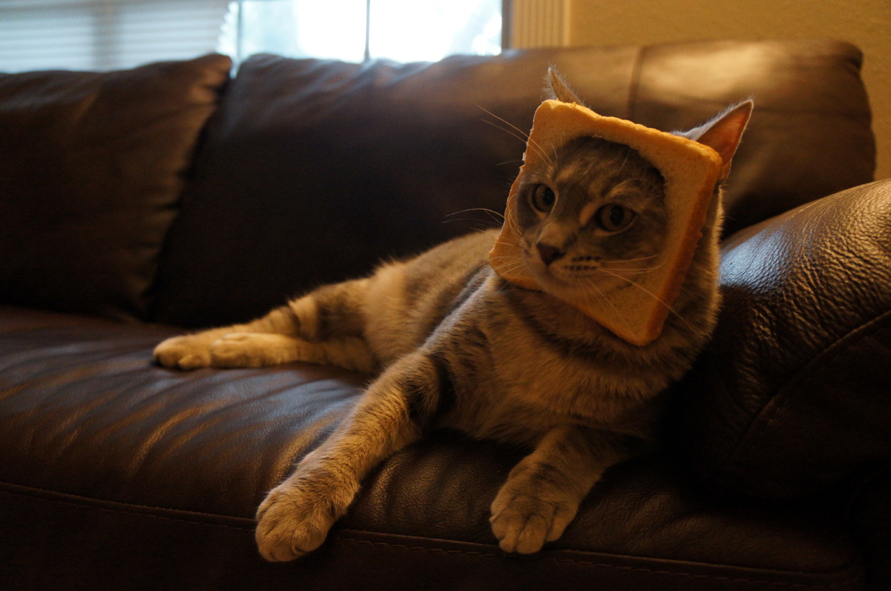 Sohee's [DOKDO] 진정한 식빵 고양이 독도(The bread kitten)