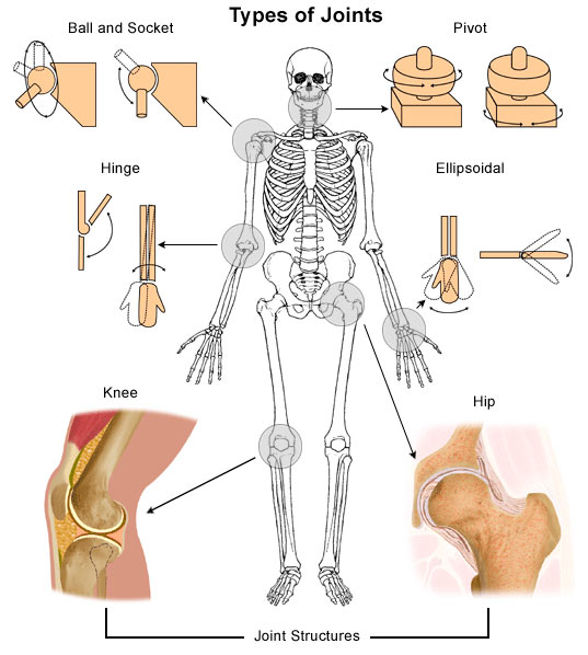 Joints of The Human Skeleton Bones Why Are They Movable? Ency123