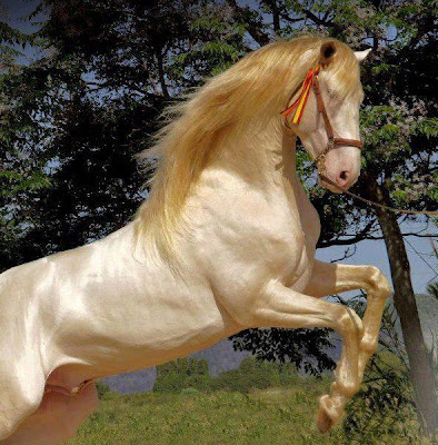 imagenes de caballos, beautiful horses