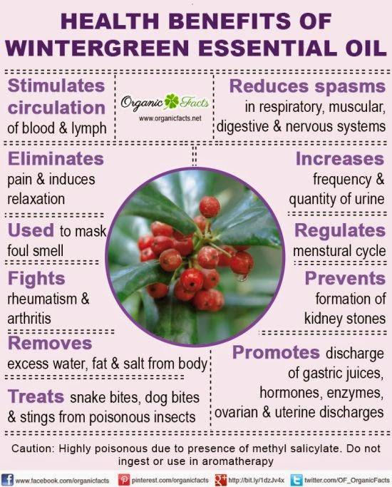 Our Essentially Oiled Family Health Benefits of Wintergreen Essential Oil