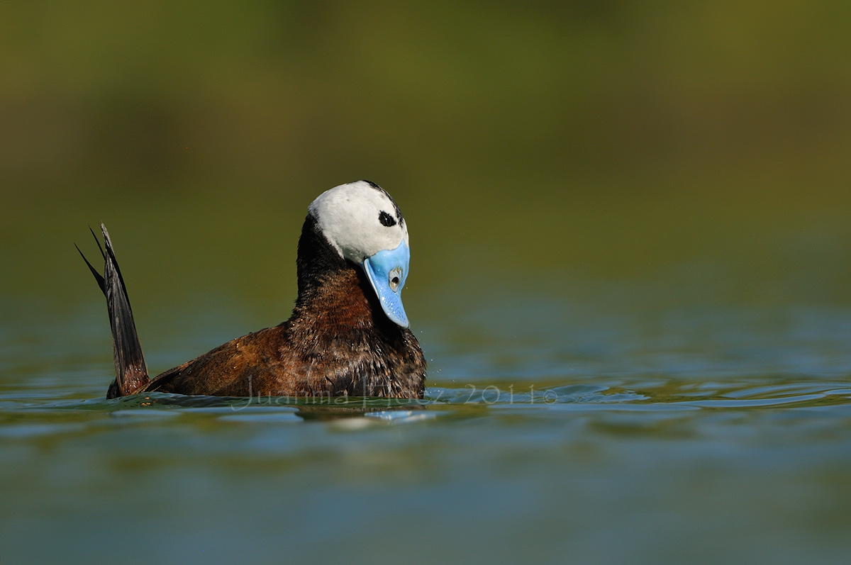 Juanma Hernández · Fotografía de Naturaleza El acicalado de la malvasía