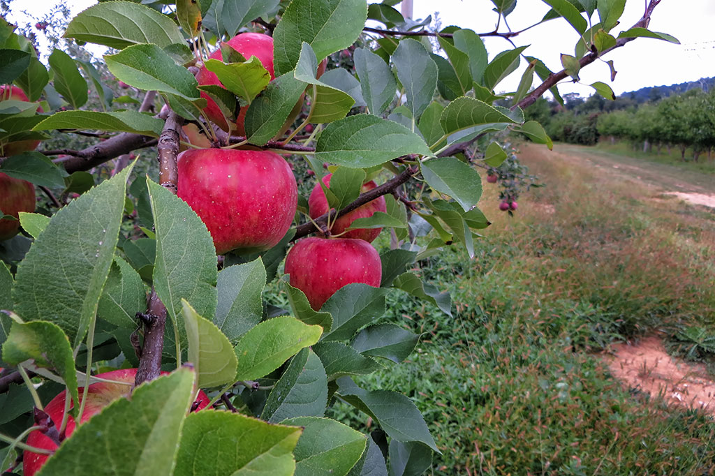 Orchard at the Historic Round Barn