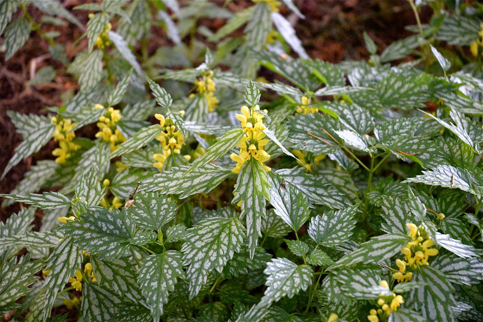 Gwenfar S Garden And Other Musings