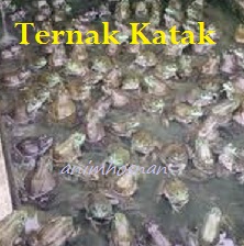 Anim Agro Technology Katak Ternak Katak Part 3