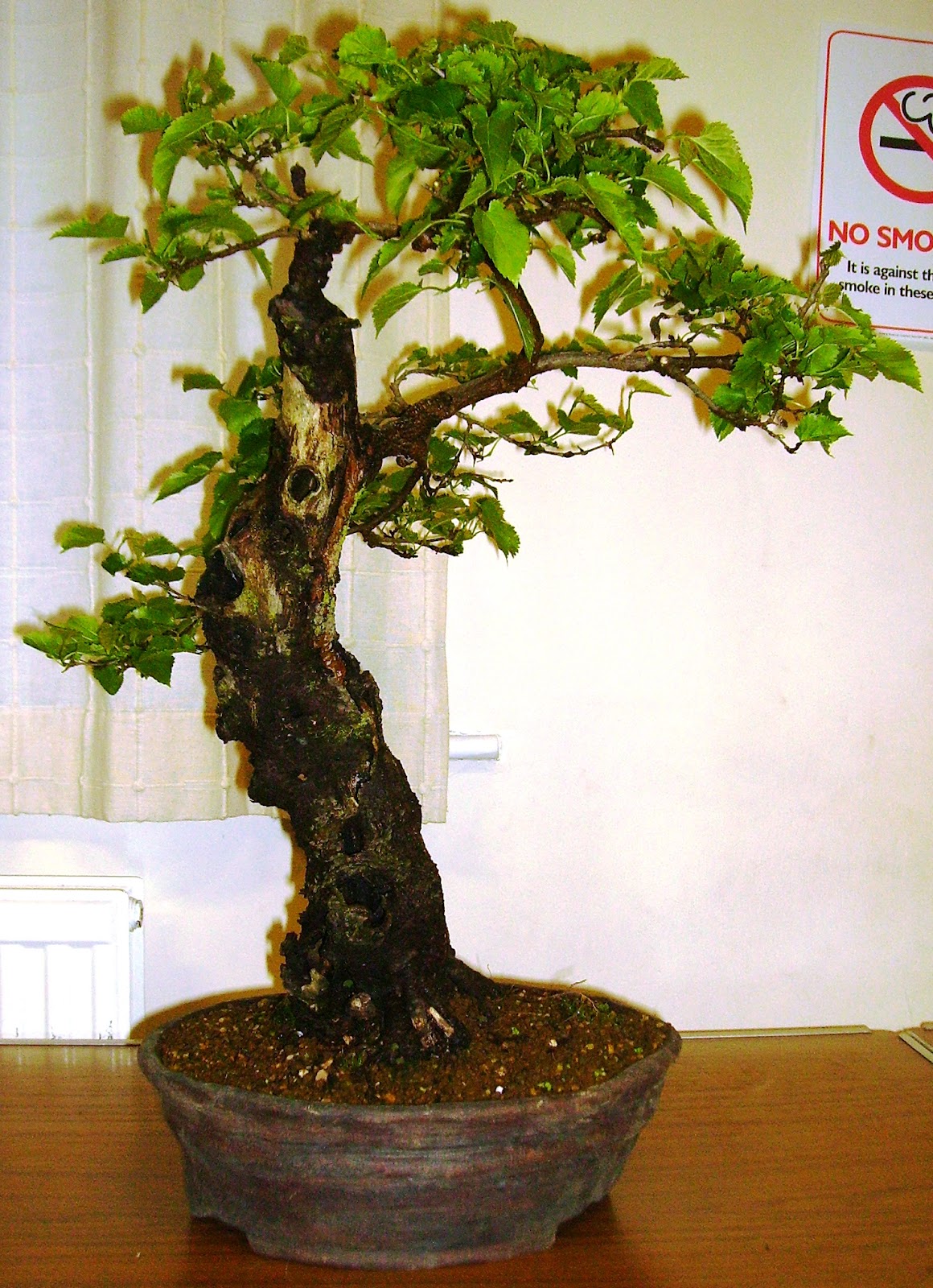 Ashfield Bonsai Club June 2012 Ashfield Bonsai Club June 2012
